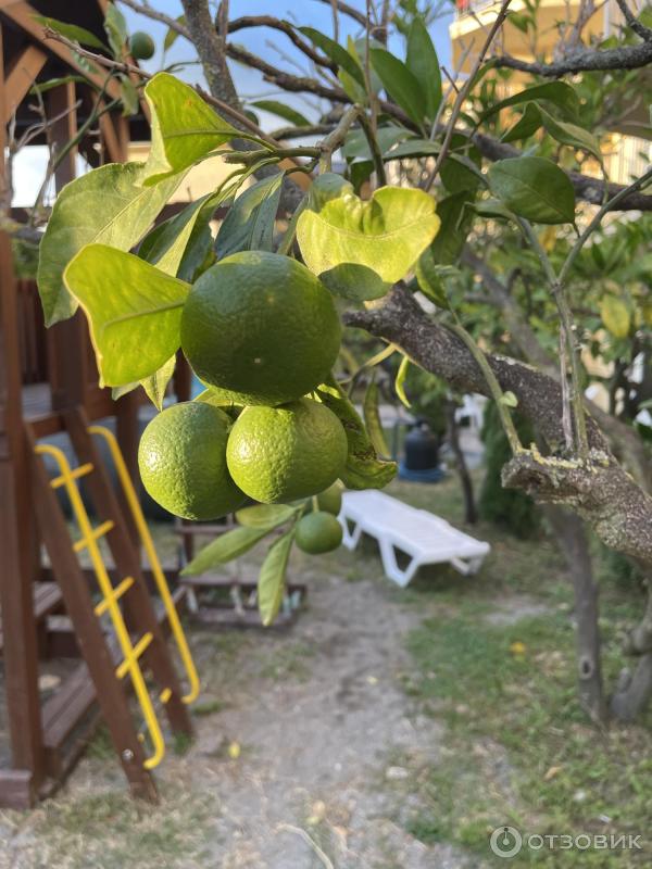 Мандарины во дворе