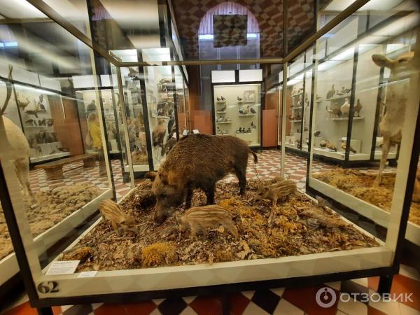 Зоологический музей МГУ им. М. В. Ломоносова (Россия, Москва) фото