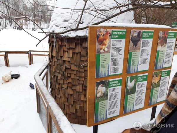 Городская ферма на ВДНХ (Россия, Москва) фото