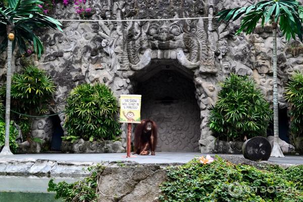 Сафари-парк Bali Safari and Marine Park (Индонезия, Бали) фото