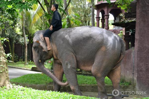 Сафари-парк Bali Safari and Marine Park (Индонезия, Бали) фото