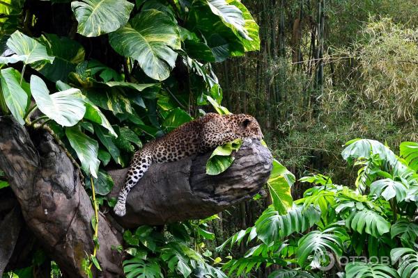 Сафари-парк Bali Safari and Marine Park (Индонезия, Бали) фото