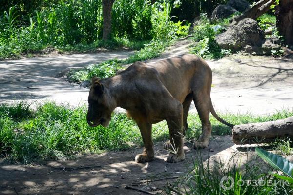 Сафари-парк Bali Safari and Marine Park (Индонезия, Бали) фото