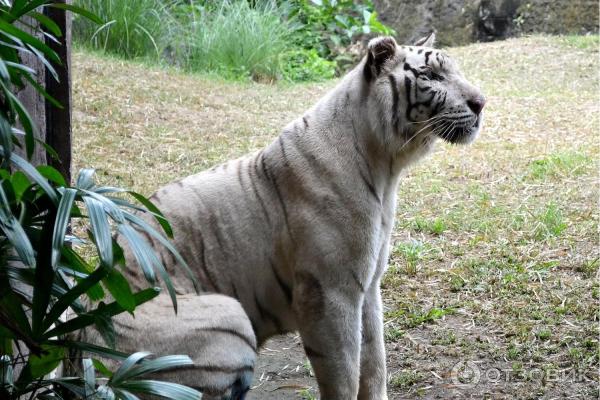 Сафари-парк Bali Safari and Marine Park (Индонезия, Бали) фото