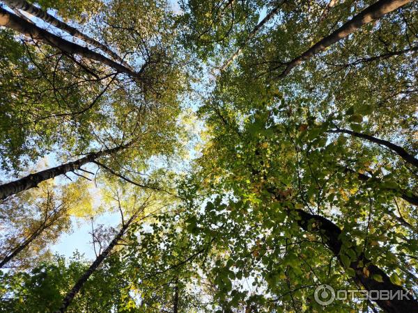 Мороженое Богородский хладокомбинат Пломбир фото