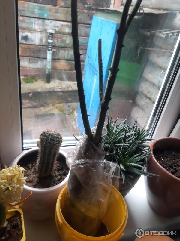 Dolinasad.by - садовый интернет-магазин Долина растений фото