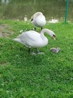 Парк отель "Звенигород" (Россия, Звенигород) фото