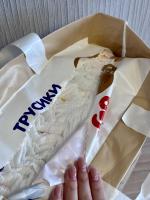 Подгузники-трусики BabyGo фото