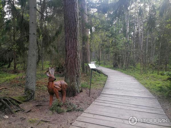 Экотропа Королевский бор на Куршской косе