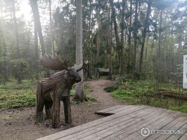 Экотропа Королевский бор на Куршской косе