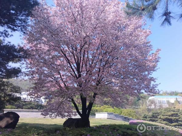 Сакура в деревне Namsangol Hanok Village