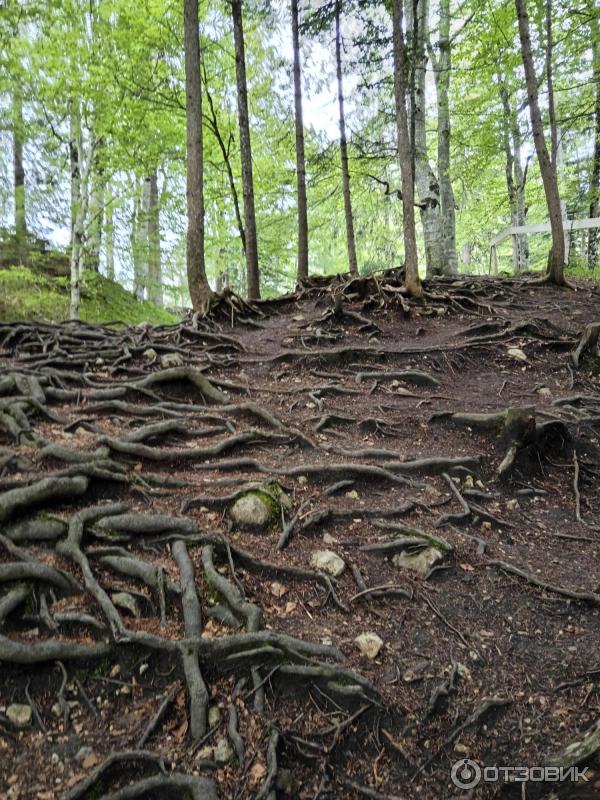 Экскурсия в Замок Нойшванштайн (Германия, Швангау) фото