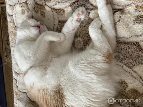 Приют для кошек Муркоша (Россия, Москва) фото