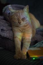 Приют для кошек "Муркоша" (Россия, Москва) фото