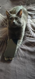 Приют для кошек "Муркоша" (Россия, Москва) фото