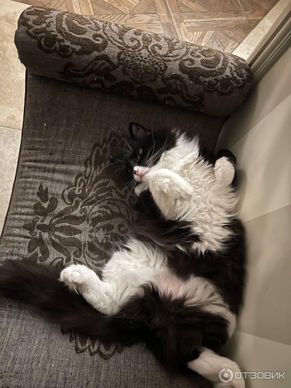 Приют для кошек Муркоша (Россия, Москва) фото