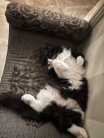 Приют для кошек "Муркоша" (Россия, Москва) фото