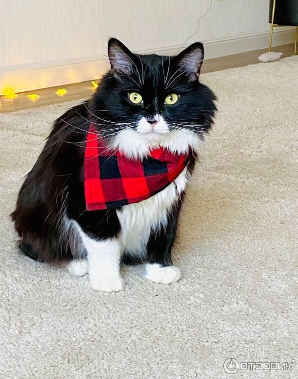 Приют для кошек Муркоша (Россия, Москва) фото