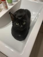 Приют для кошек "Муркоша" (Россия, Москва) фото