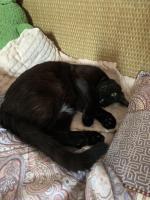 Приют для кошек "Муркоша" (Россия, Москва) фото