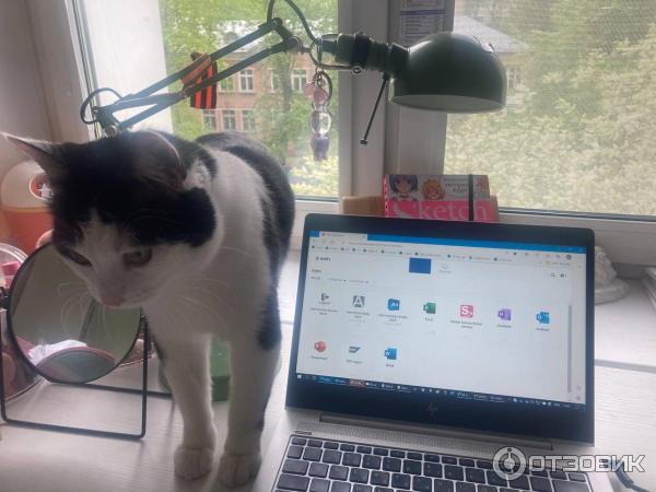 Приют для кошек Муркоша (Россия, Москва) фото