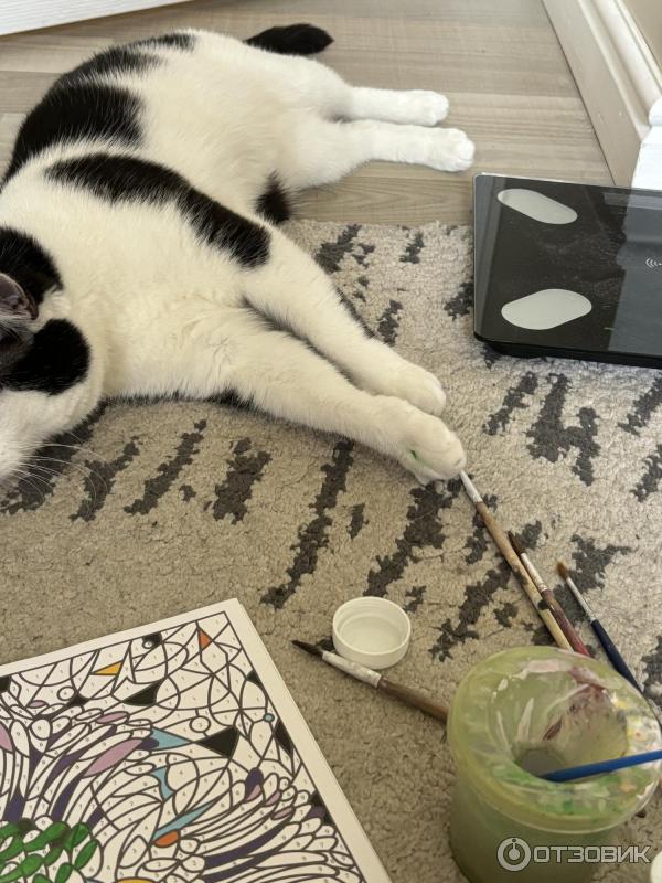 Приют для кошек Муркоша (Россия, Москва) фото