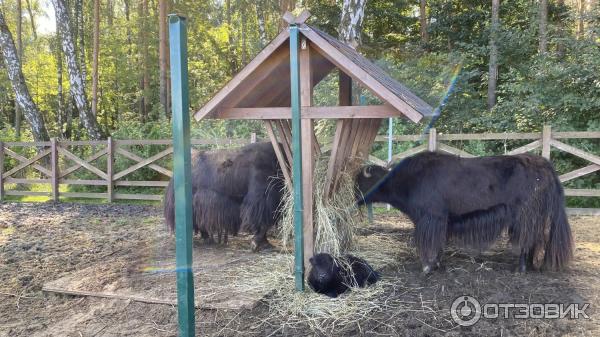 Парк-Отель Орловский (Россия, д. Богданиха) фото