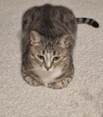 Приют для кошек "Муркоша" (Россия, Москва) фото