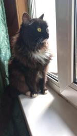 Приют для кошек "Муркоша" (Россия, Москва) фото