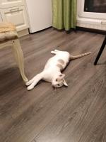 Приют для кошек "Муркоша" (Россия, Москва) фото