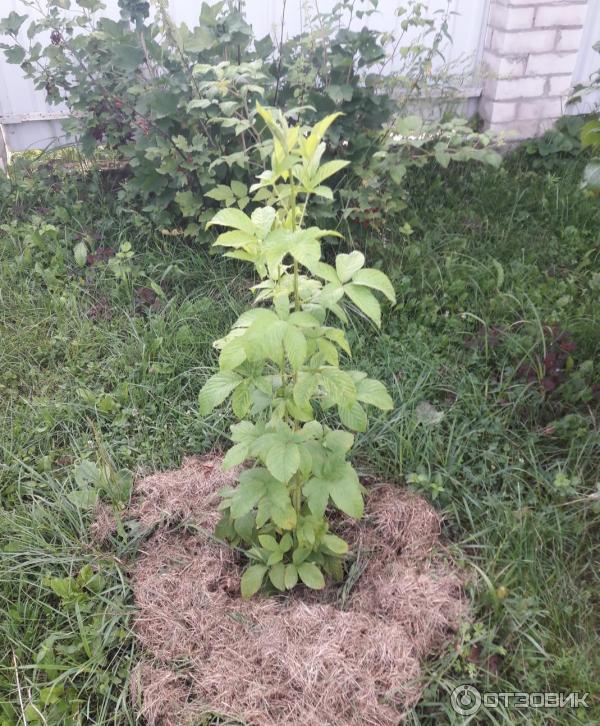 Ежевика Полар Берри фото