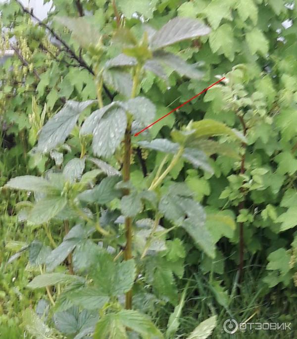 Ежевика Полар Берри фото