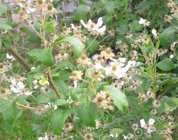 Ежевика Полар Берри фото