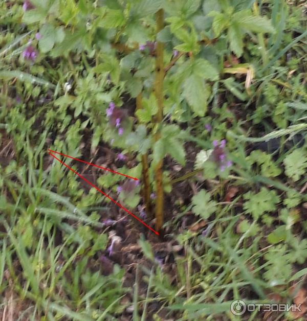 Ежевика Полар Берри фото