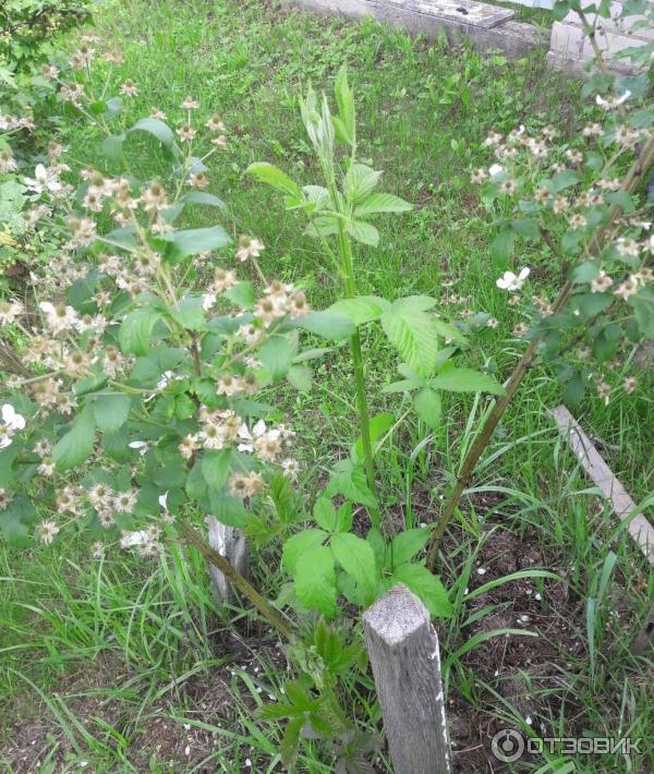 Ежевика Полар Берри фото