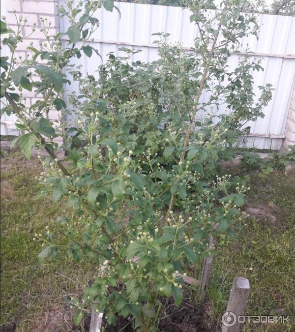 Ежевика Полар Берри фото