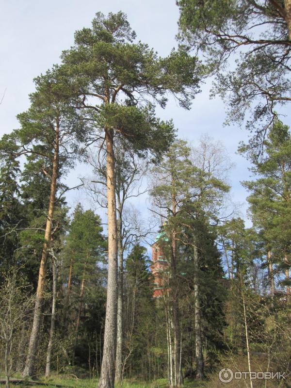 Круиз Санкт-Петербург - Валаам - Санкт-Петербург на теплоходе Санкт-Петербург фото