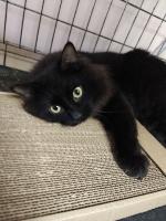 Приют для кошек "Муркоша" (Россия, Москва) фото