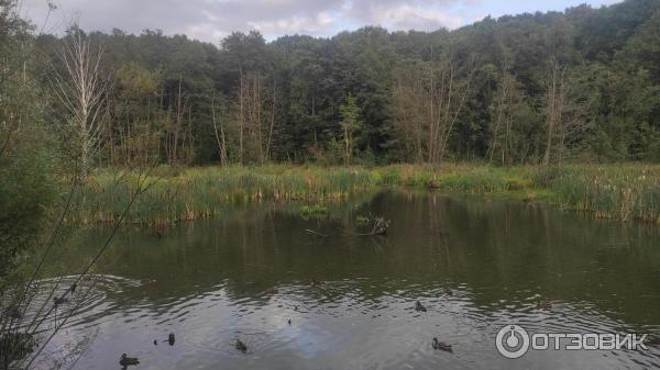 Бобровая плотина на реке Химка (Россия, Москва) фото