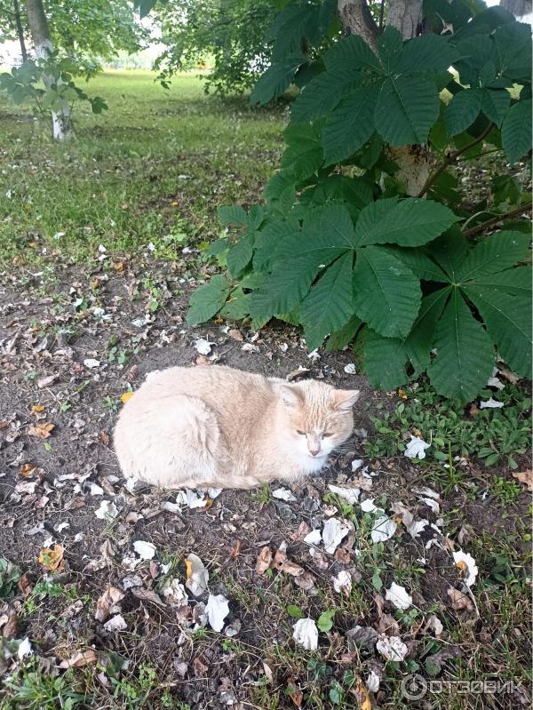 Спасо-Прилуцкий Димитриев православный монастырь (Россия, Вологда) фото