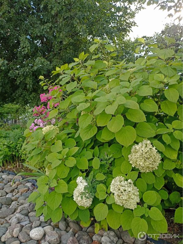 Спасо-Прилуцкий Димитриев православный монастырь (Россия, Вологда) фото