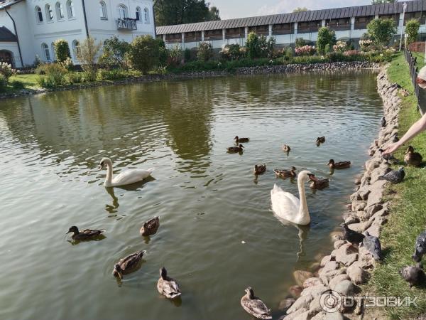 Пруд с утками и лебедями