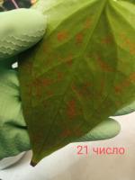 Удобрение Фитоспорин-М для цветов и комнатных растений фото