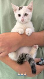 Приют для кошек "Муркоша" (Россия, Москва) фото