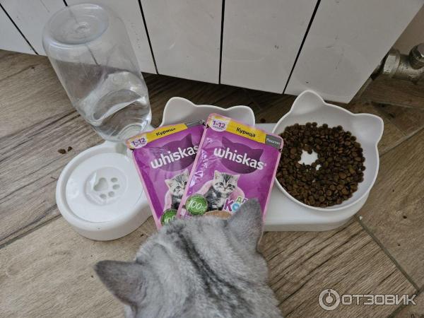 Корм для котят Whiskas Паштет с курицей фото