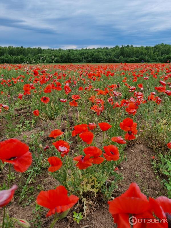 Монастырь Никандрова пустынь (Россия, Псковская область) фото