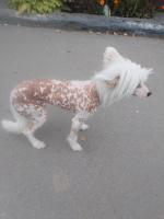 Голая Китайская хохлатая собака фото