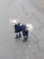 Голая Китайская хохлатая собака фото