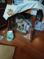 Голая Китайская хохлатая собака фото