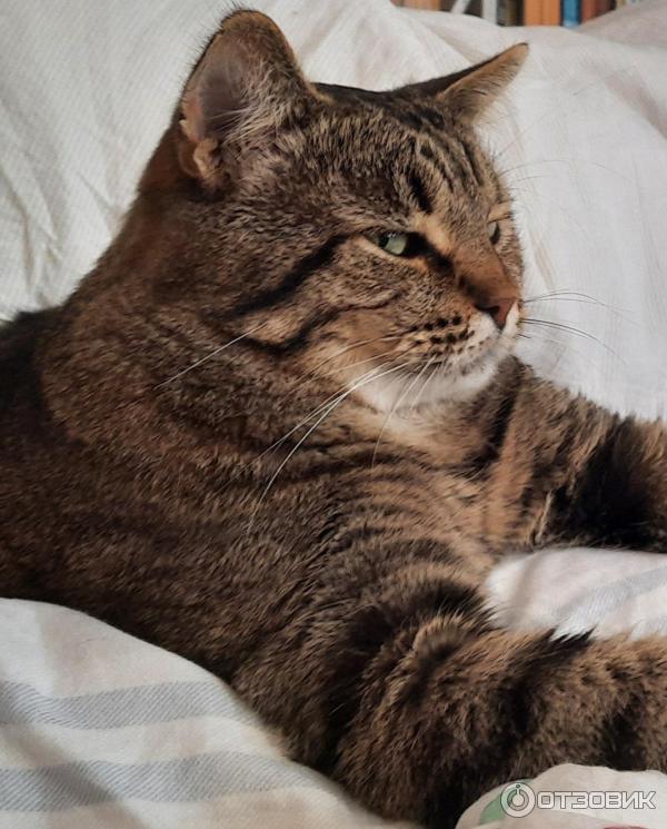 Бывший питомец, и наш член семьи - теперь